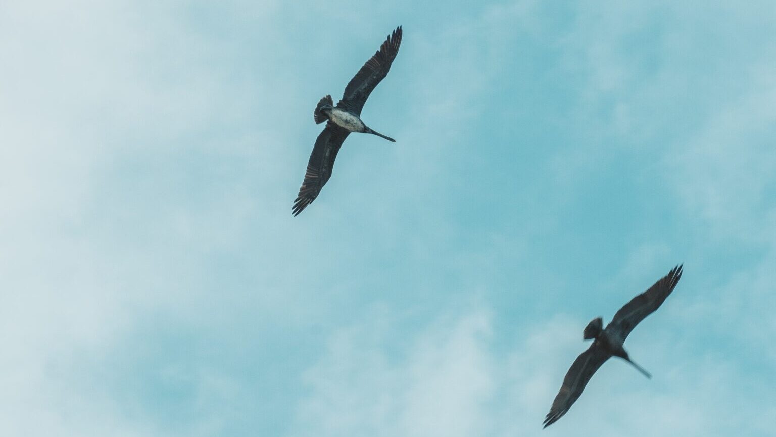 飛んでいる鳥